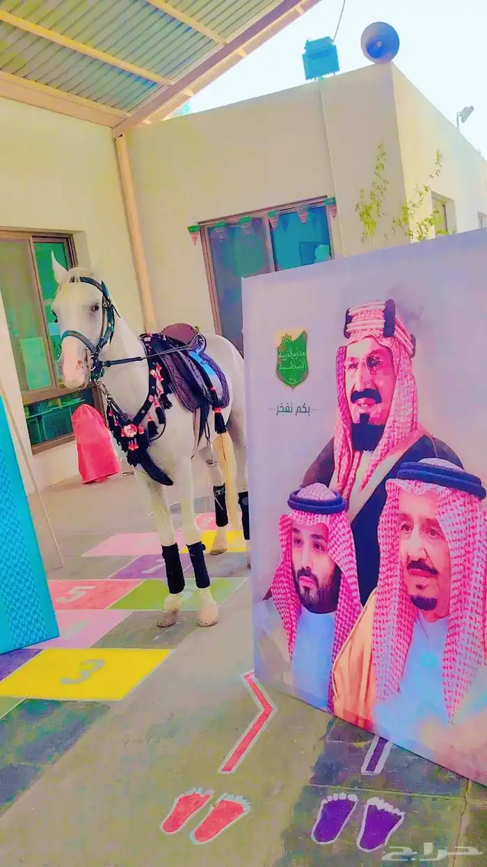 يوجد لدينا اجار خيل و جمال وسيسي يوم اسبوع شهر معا التوصيل و 0