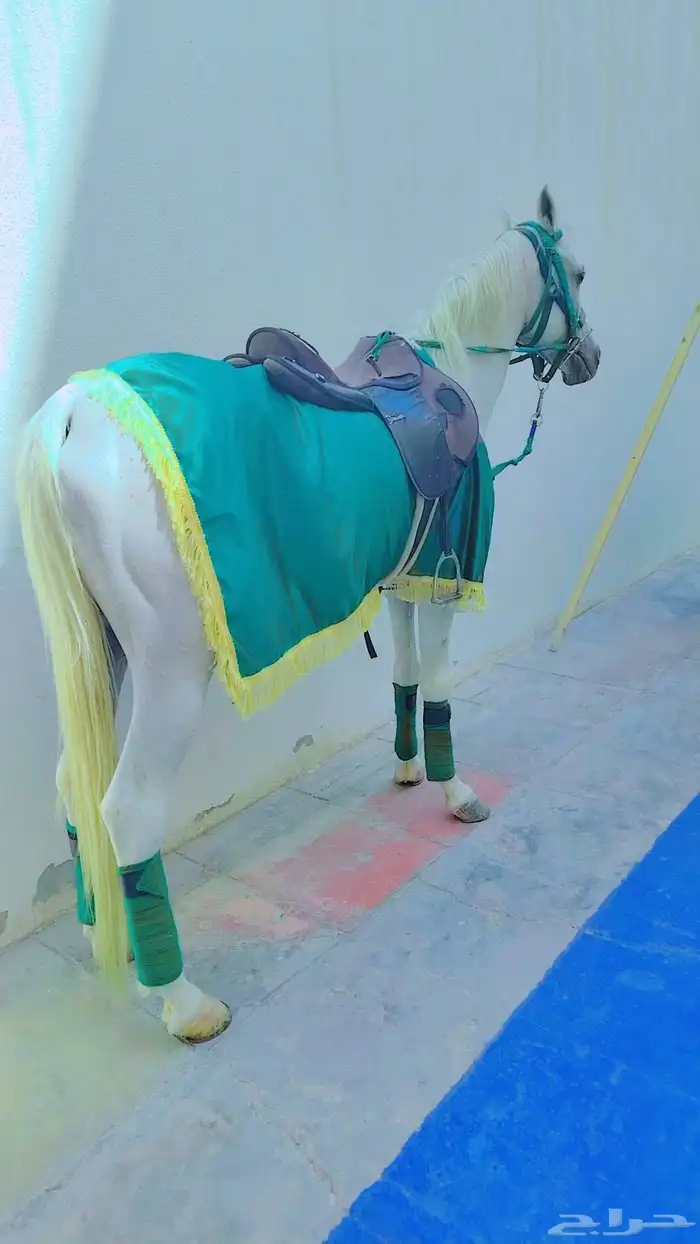 يوجد لدينا اجار خيل و جمال وسيسي يوم اسبوع شهر معا التوصيل و 5