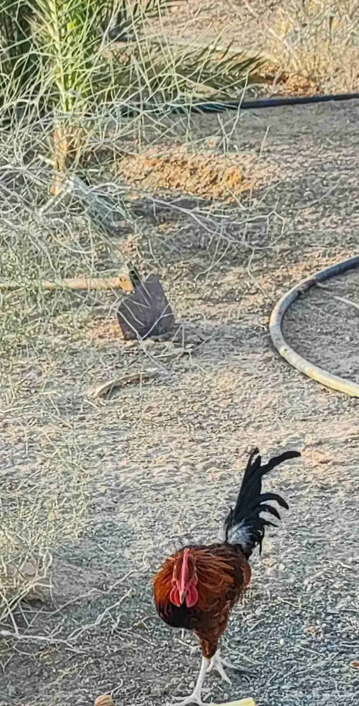 ديوك للبيع ب 15 (تم البيع ) 2