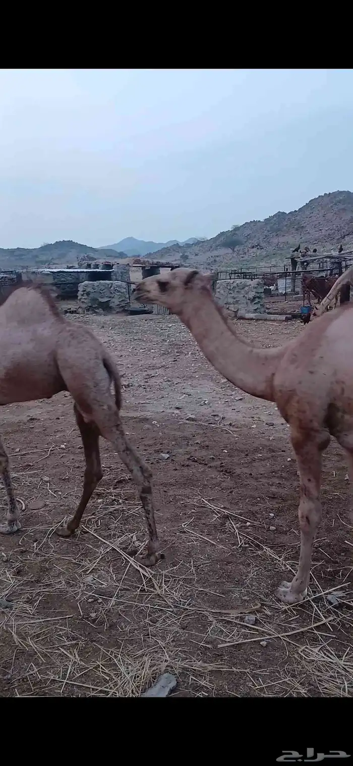 قعدان للبيع 4