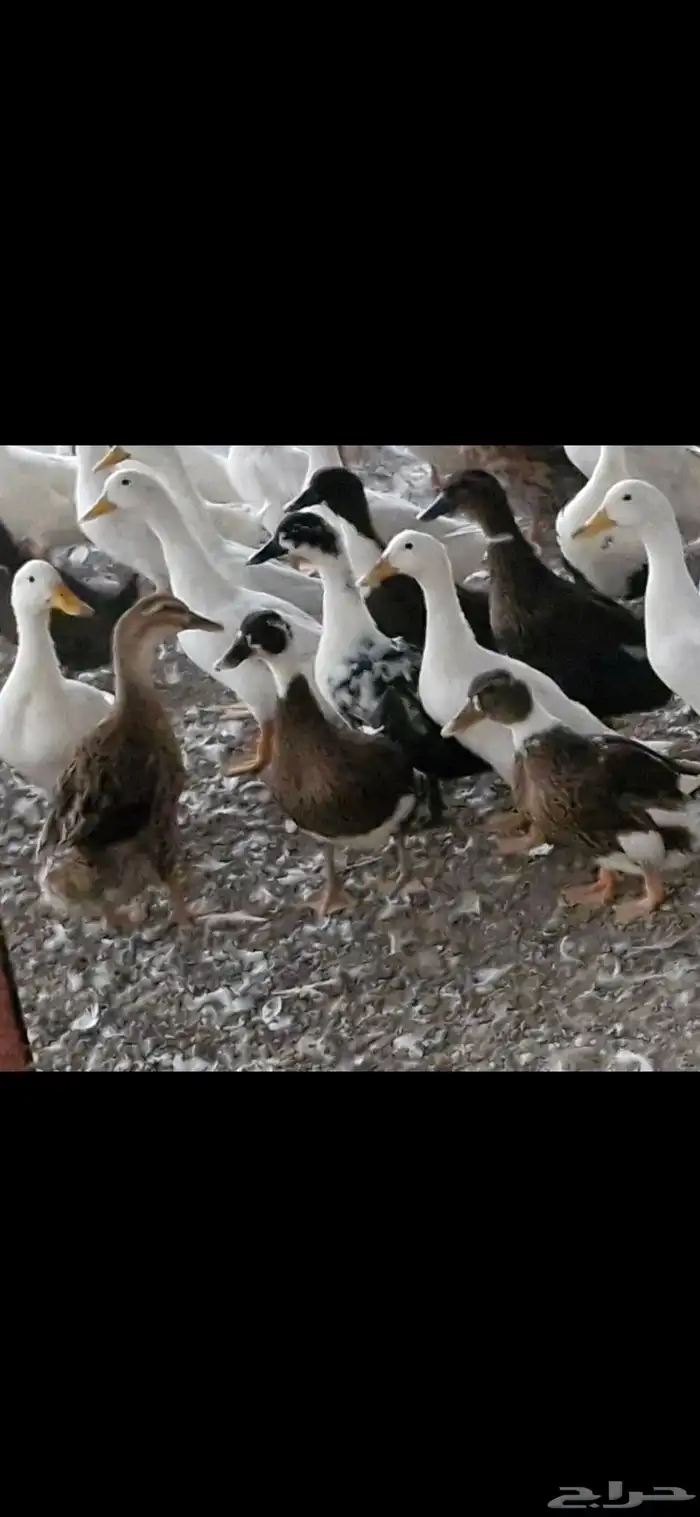 بط شرشري بياض 9