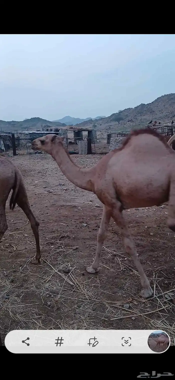 قعدان للبيع 0