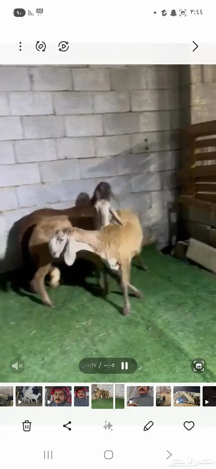رخال سواكن صنف 4