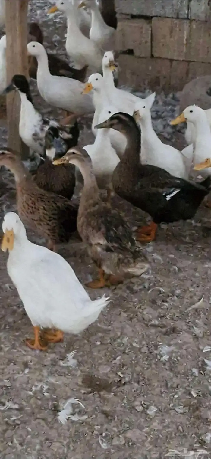 بط شرشري بياض 11