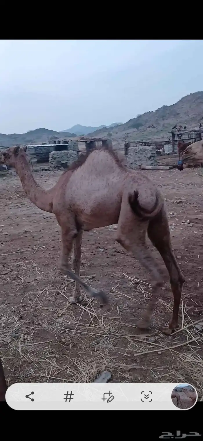 قعدان للبيع 3