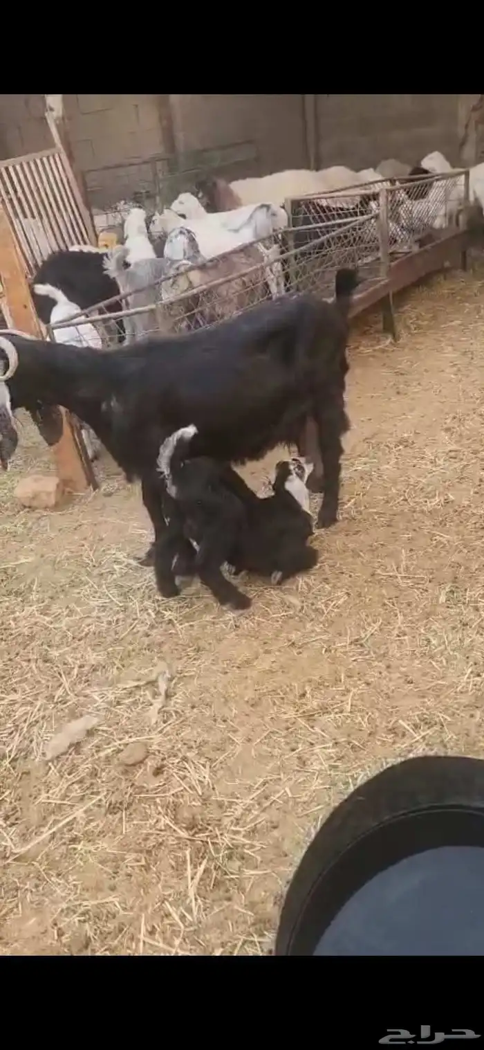 عنز عارضيه تامه معها جفره عمرها حول شهرين 5