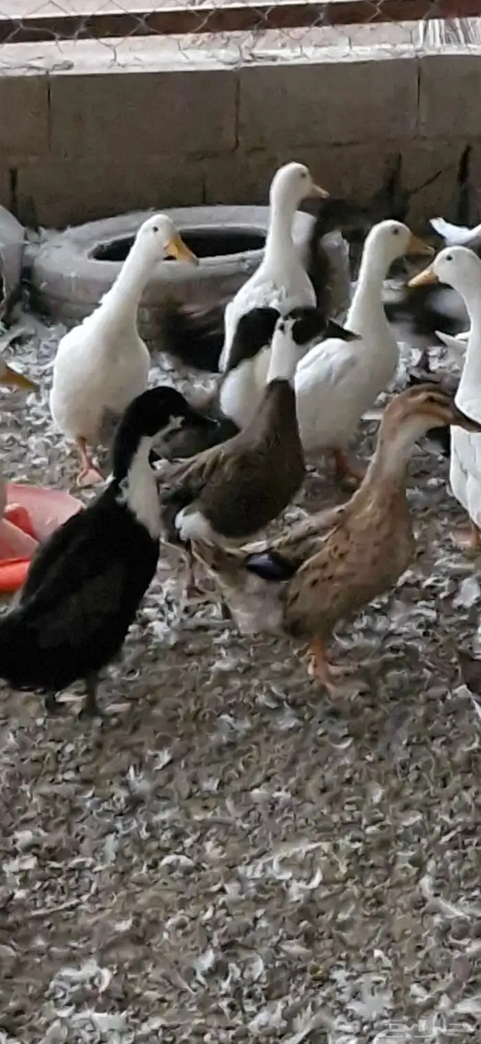 بط شرشري بياض 8