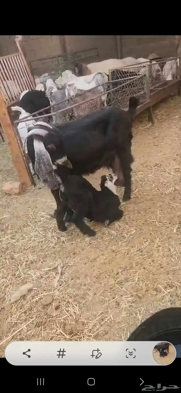 عنز عارضيه تامه معها جفره عمرها حول شهرين 3