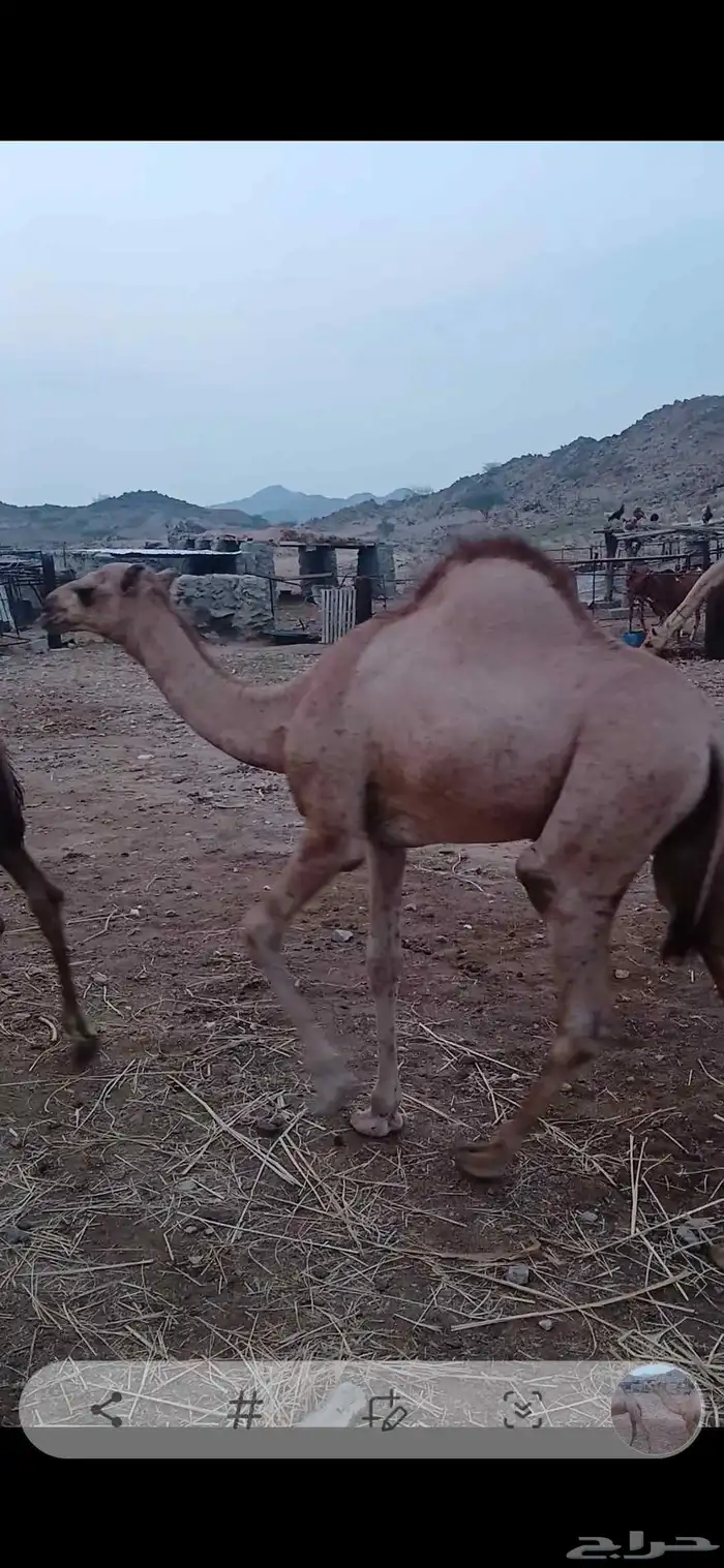 قعدان للبيع 2