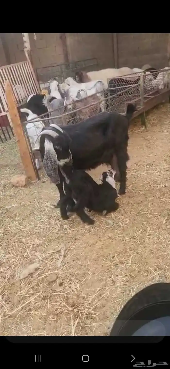عنز عارضيه تامه معها جفره عمرها حول شهرين 4