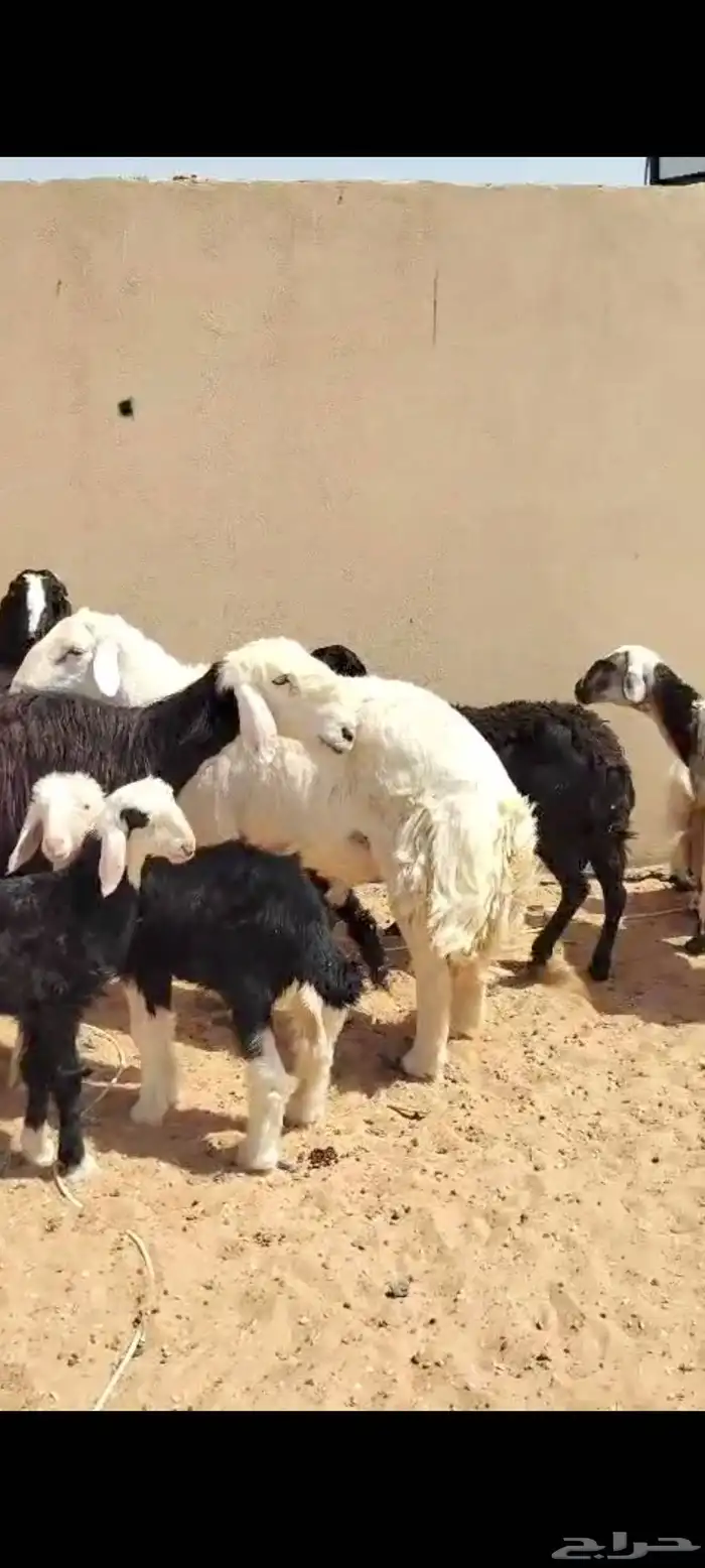 البيع غنم سواكن ونجد وحري 0