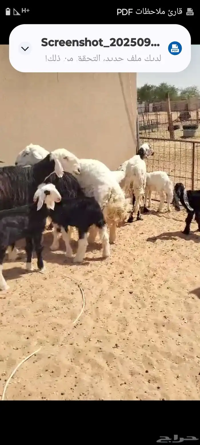 البيع غنم سواكن ونجد وحري 1