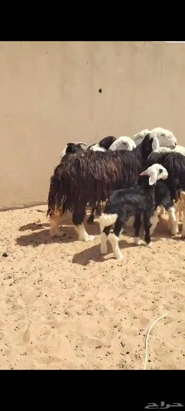 البيع غنم سواكن ونجد وحري 2