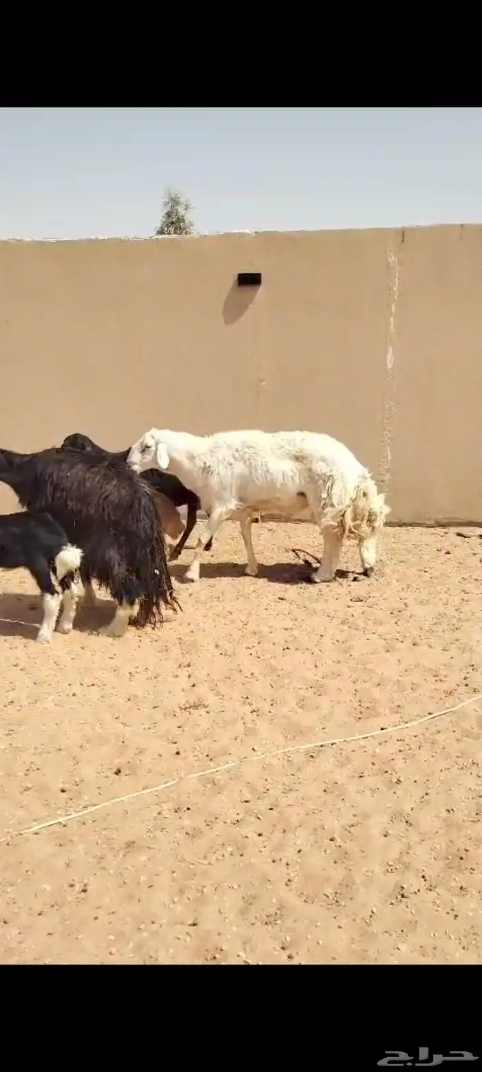 البيع غنم سواكن ونجد وحري 3