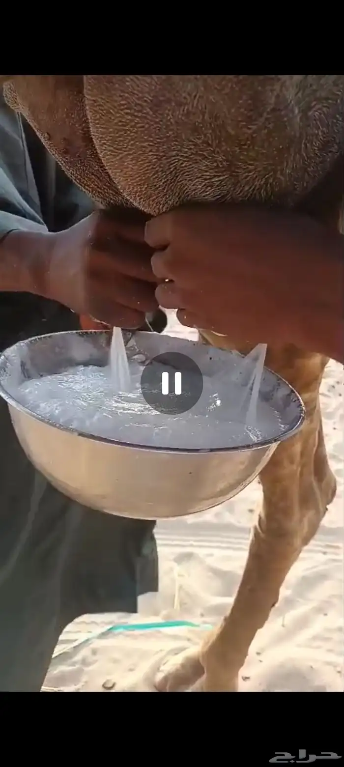 خلفه وضحا منيحه تم البيع 2
