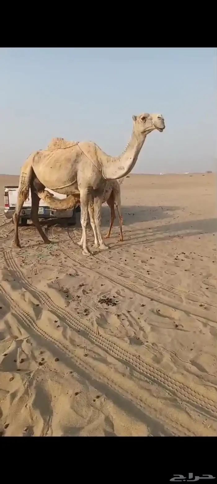 خلفه وضحا منيحه تم البيع 0