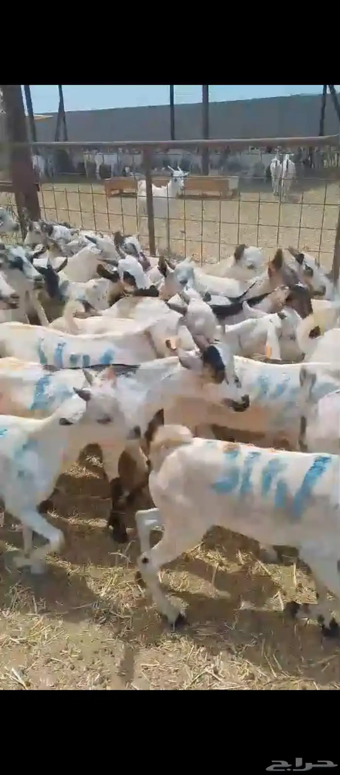 تيوس صومالية وسط جملة 1