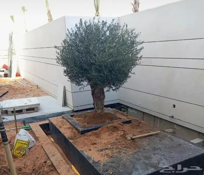زيتون معمر في مراكن واحواض 1