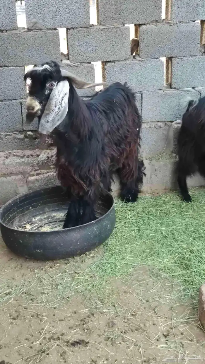 تيس فحل 2