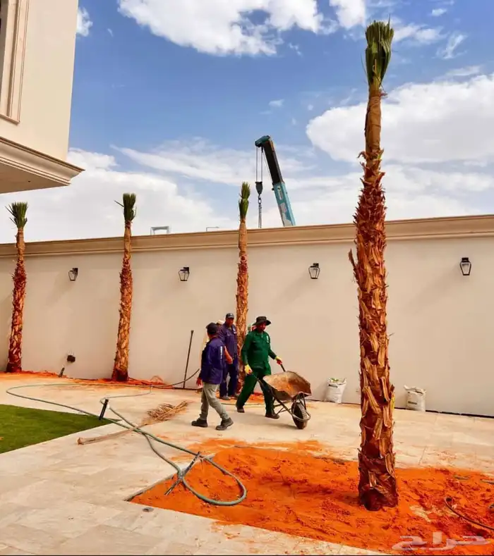 توريد وتركيب النخيل الواشنطن الزينة الامركي 3