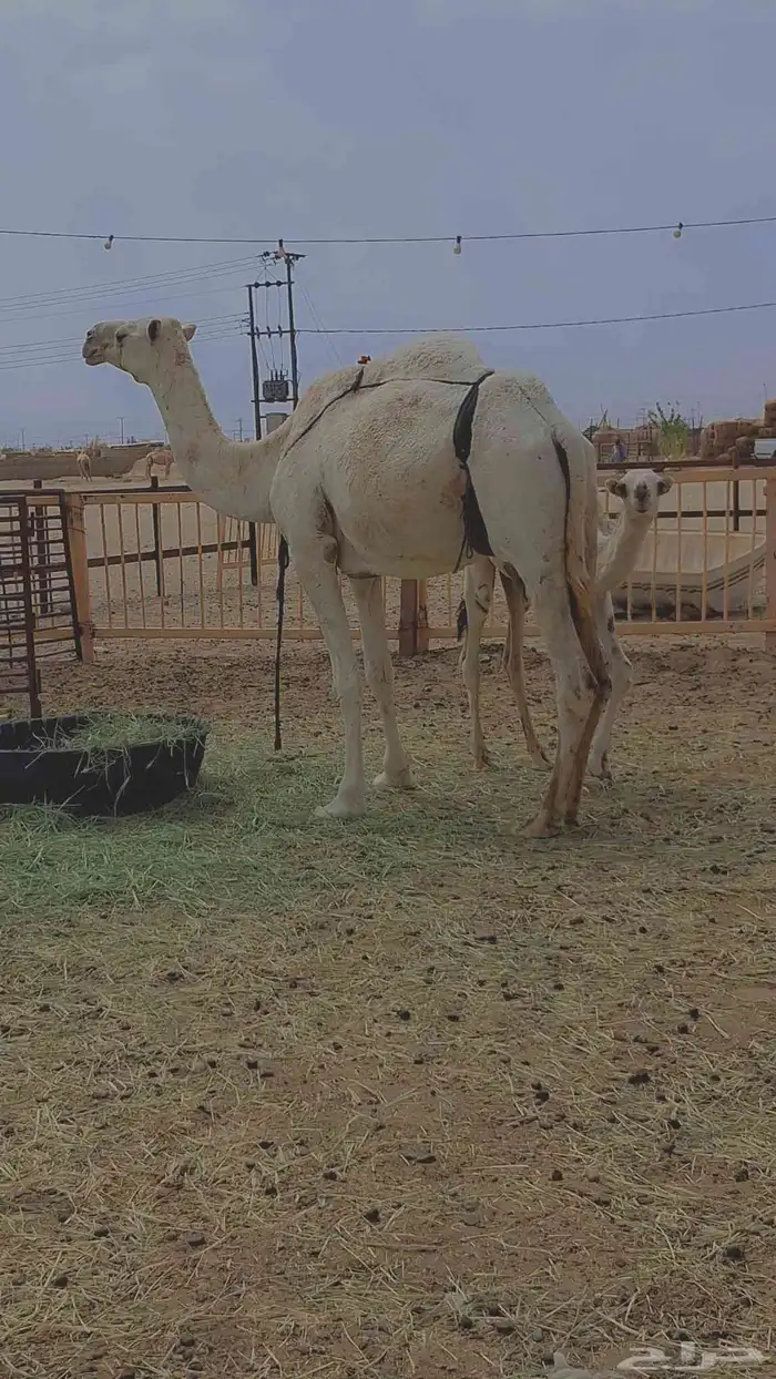 عشرا طيبه تصلح ضروبة 1