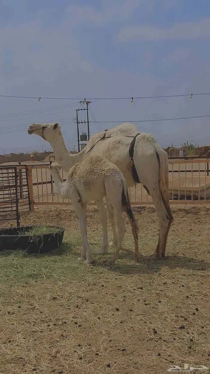 عشرا طيبه تصلح ضروبة 0