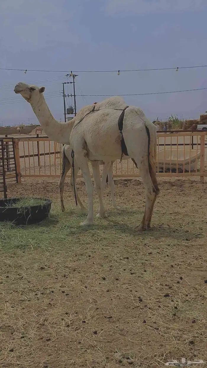 عشرا طيبه تصلح ضروبة 2