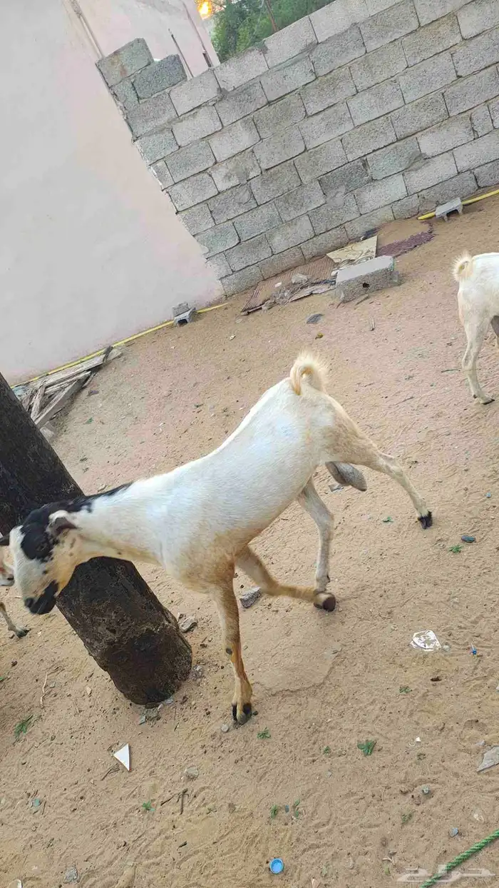 احد المسارحه 3