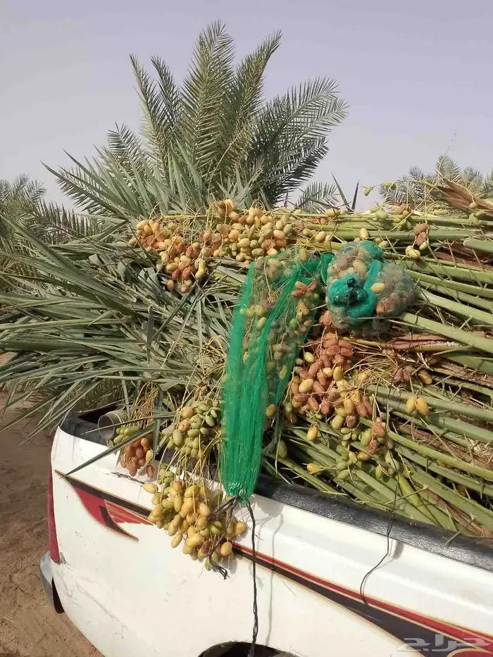 نخل القصيم 0