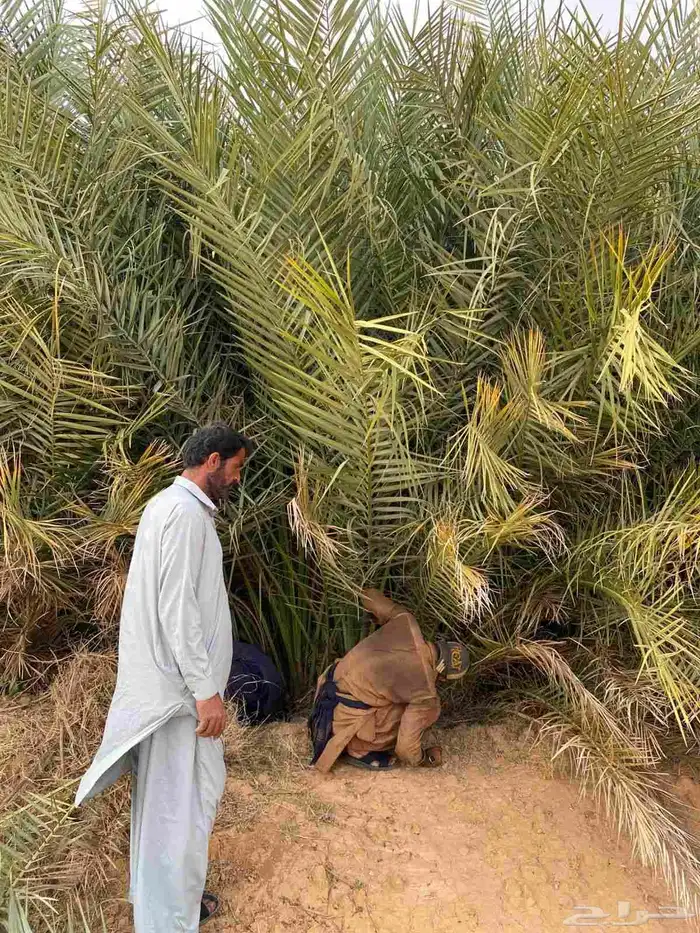 يوجد مشتل فروخ العدد كبير لتوصيل جميع مناطق المملكه 1