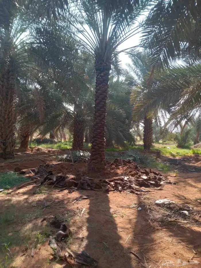 نقايل للبع من 4مالى 6متر الي له هوى ولاشف اتواصل جوال 2