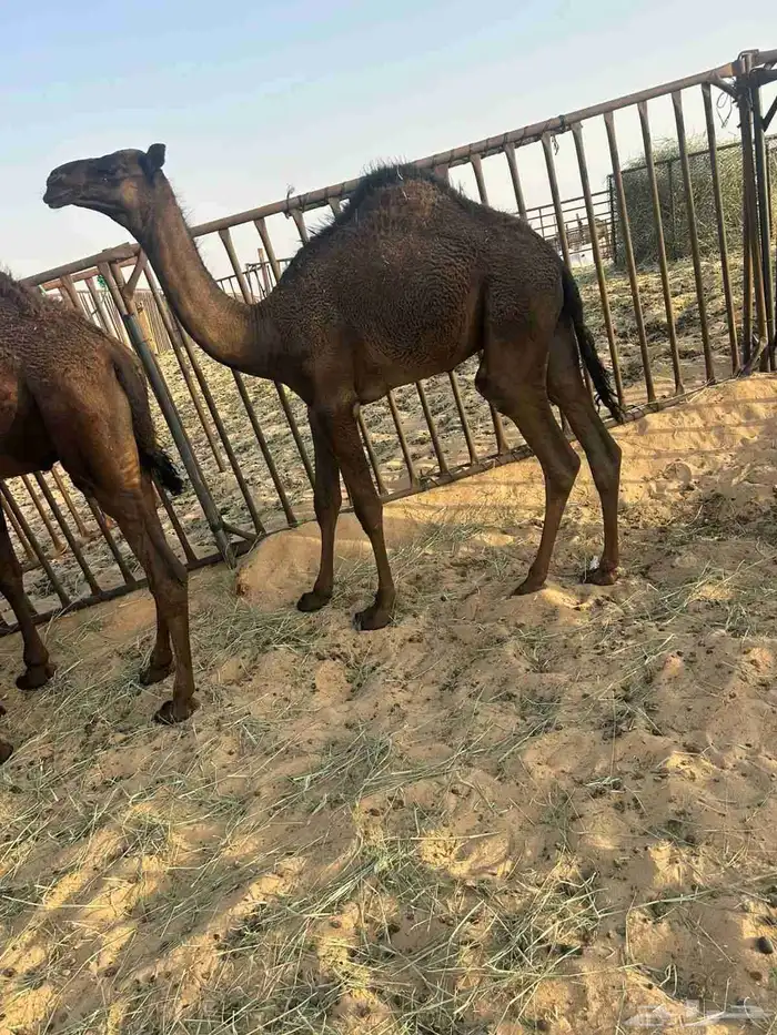 حشو لبيع 3