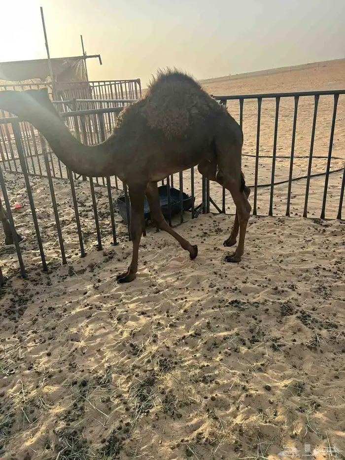 حشو لبيع 1