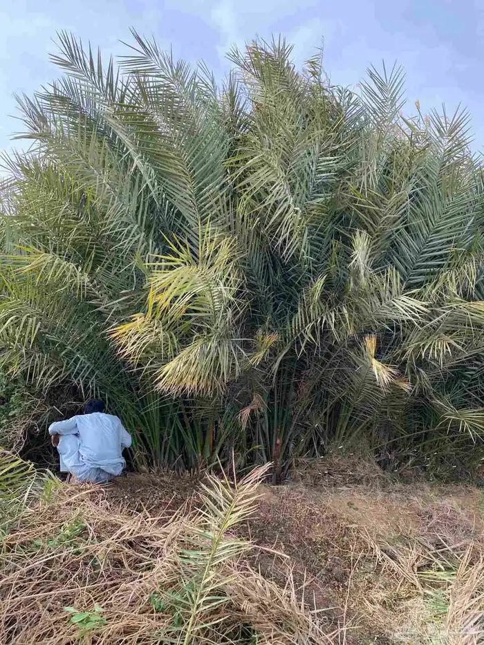 يوجد مشتل فروخ العدد كبير لتوصيل جميع مناطق المملكه 4