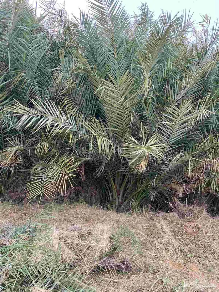 يوجد مشتل فروخ العدد كبير لتوصيل جميع مناطق المملكه 3