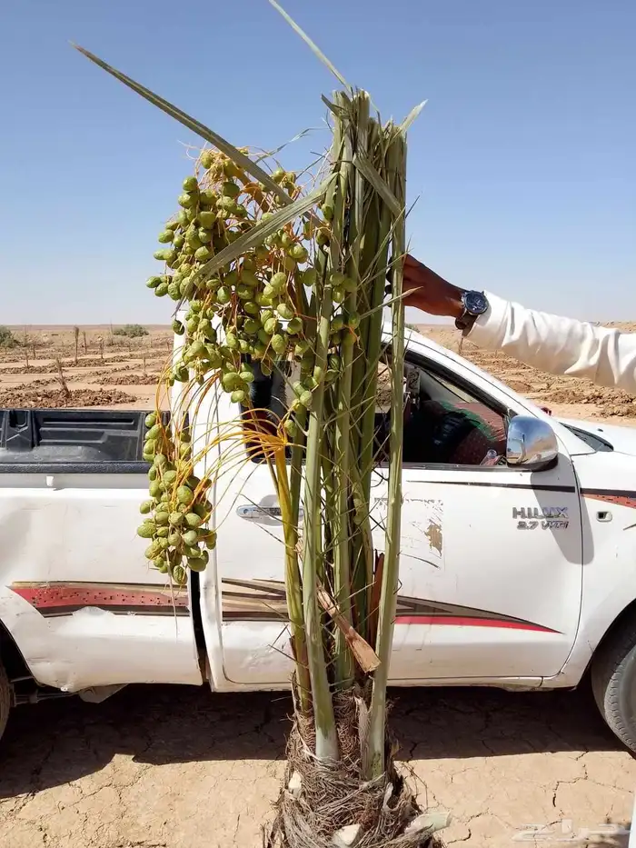 يوجد لدينا نخيل عربي مجذر وافسايل وانقايل واجثايث جميع انواع 0