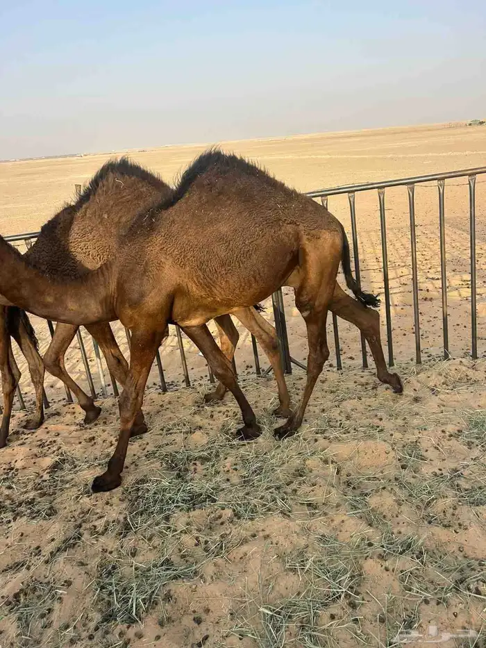 حشو لبيع 4