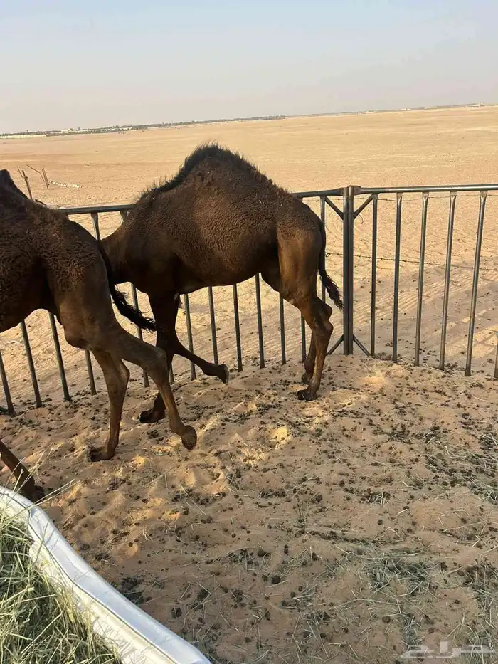 حشو لبيع 6