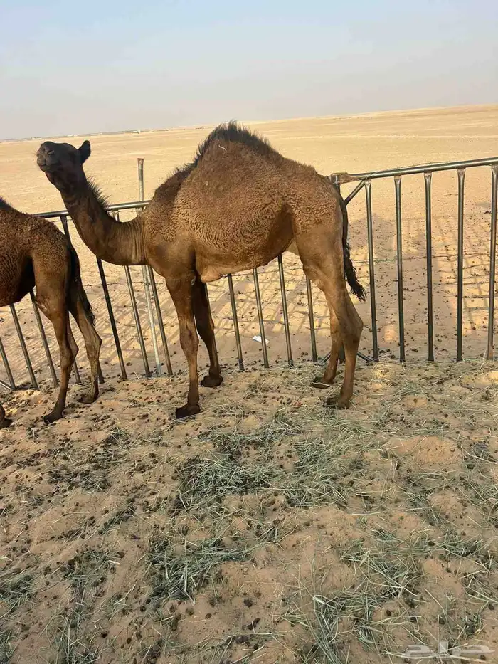 حشو لبيع 5