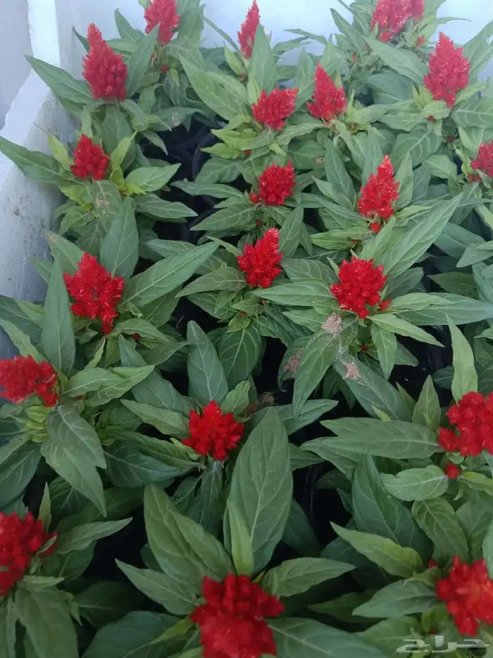 تنسق حدق شبكات راي توماتيك وعادي وجميع الاسيار 2