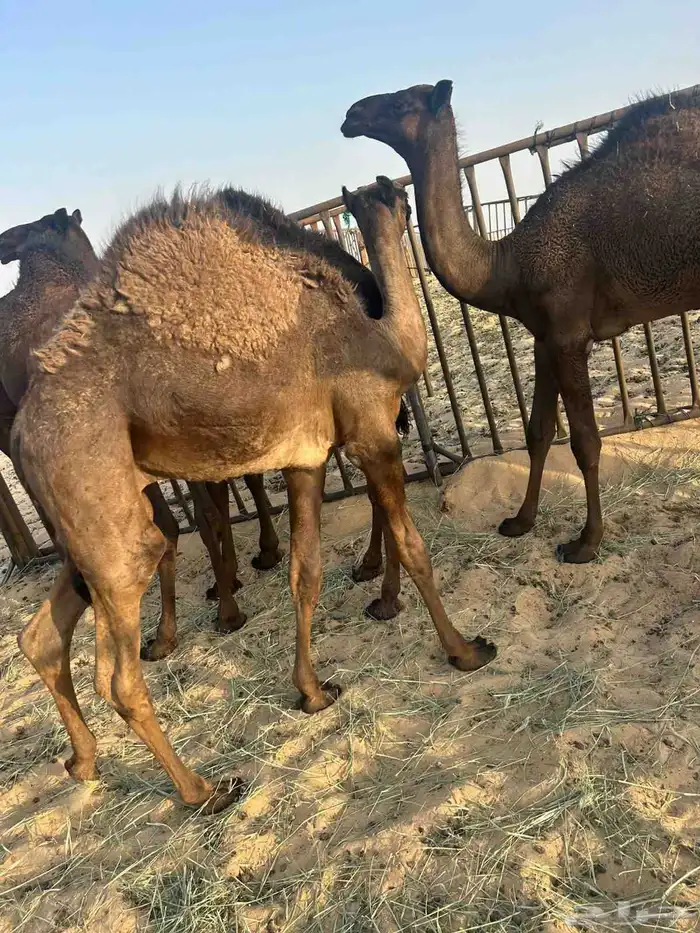 حشو لبيع 2