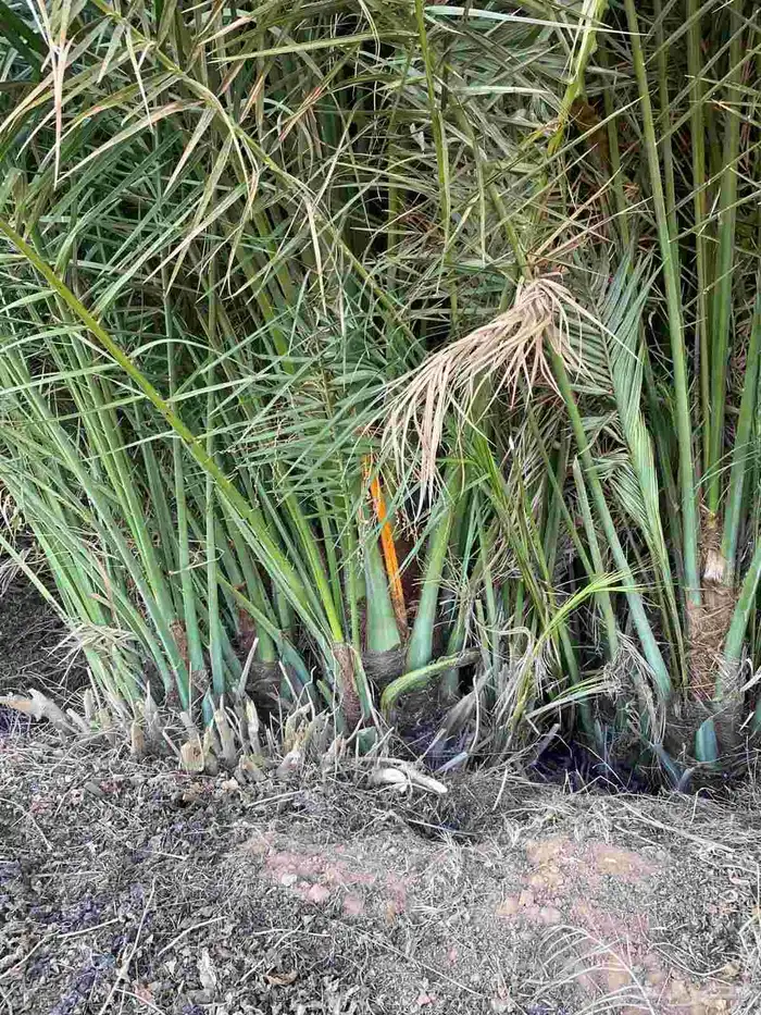 يوجد مشتل فروخ العدد كبير لتوصيل جميع مناطق المملكه 2