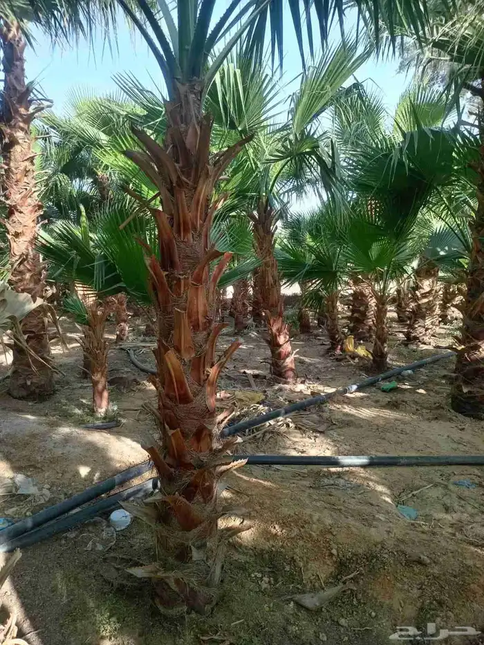 توريد وتركيب النخيل الواشنطن الزينة الامركي 1