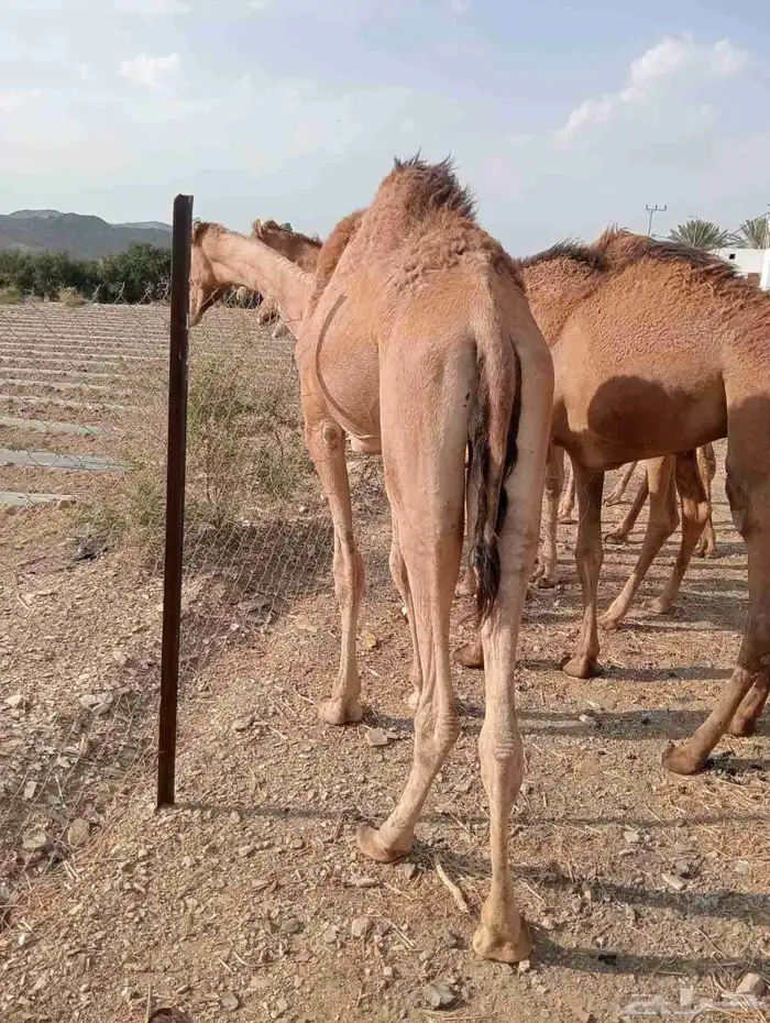 قعدان صومالية حاشي للبيع تفريد وجملة 0