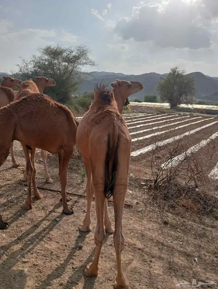 قعدان صومالية حاشي للبيع تفريد وجملة 5