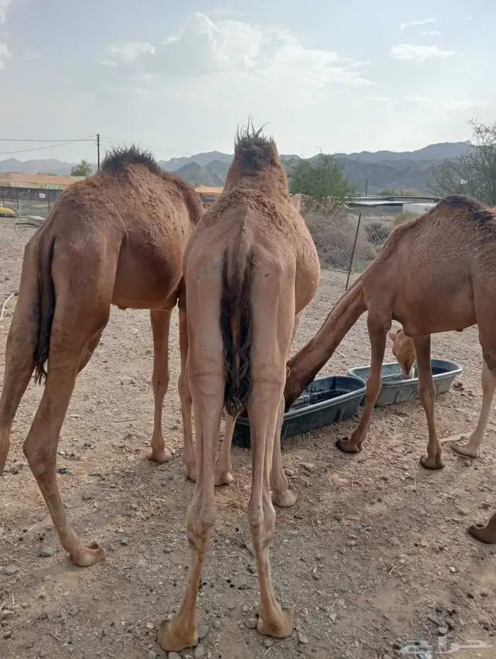 قعدان صومالية حاشي للبيع تفريد وجملة 3