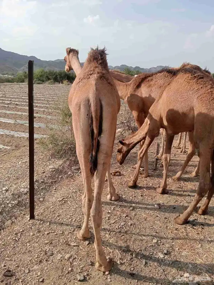 قعدان صومالية حاشي للبيع تفريد وجملة 2