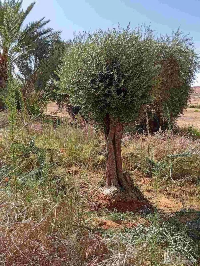 شجر زيتون معمر 1