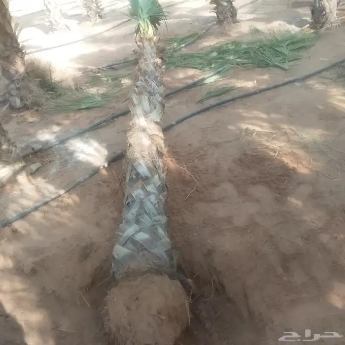 نخيل للبيع جميع انواع النخيل 5