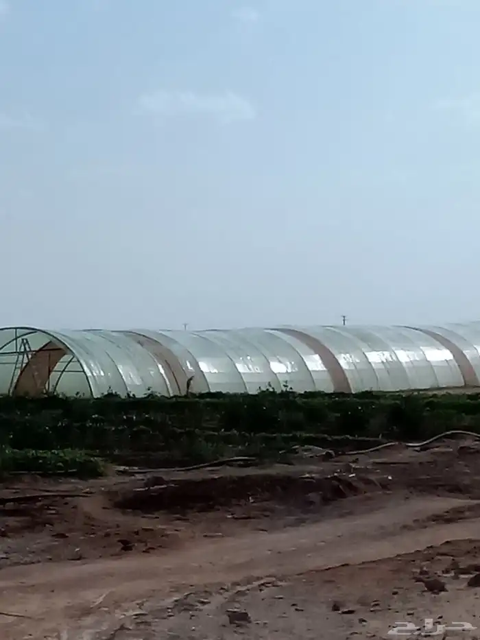 قلاع الفصائل وزراعتها وتركيب بيوت محميه وشبوك مزارع 6